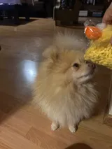 Pet Parent review photo