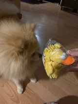 Pet Parent review photo