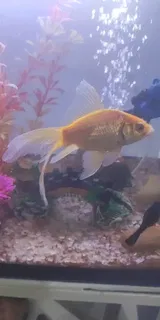 Pet Parent review photo