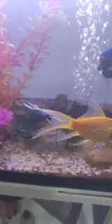 Pet Parent review photo