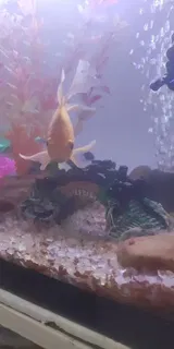 Pet Parent review photo