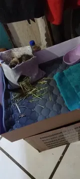 Pet Parent review photo