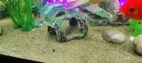 Pet Parent review photo