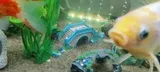 Pet Parent review photo