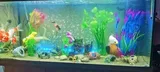 Pet Parent review photo