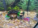 Pet Parent review photo