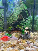 Pet Parent review photo