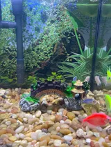 Pet Parent review photo