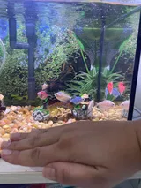 Pet Parent review photo