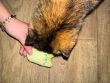 Pet Parent review photo
