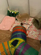 Pet Parent review photo