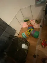 Pet Parent review photo