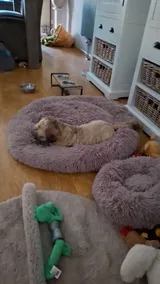 Pet Parent review photo