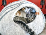 Karl review photo