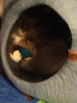 Amazon Customer review photo