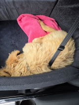 Amazon Customer review photo