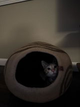 sox review photo