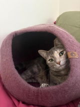 Lily review photo