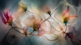 melissa review photo