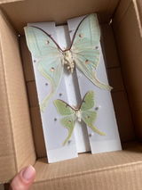 Angelina review photo