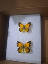Natalija review photo