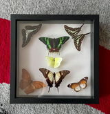 Amberluvsbugs review photo