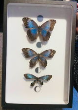 Amberluvsbugs review photo