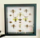 Amberluvsbugs review photo