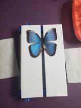 Nathaly Gonzalez review photo