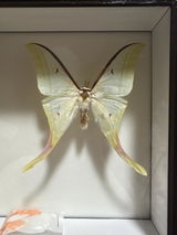 山本澪 review photo