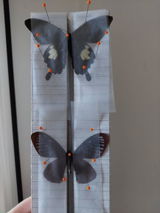Taylor review photo