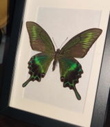 Kylian review photo