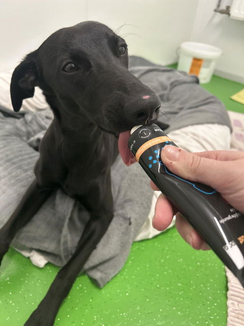entoVITAL DOG vitamin boost PUPPY