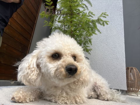 entoVITAL DOG vitamin boost
