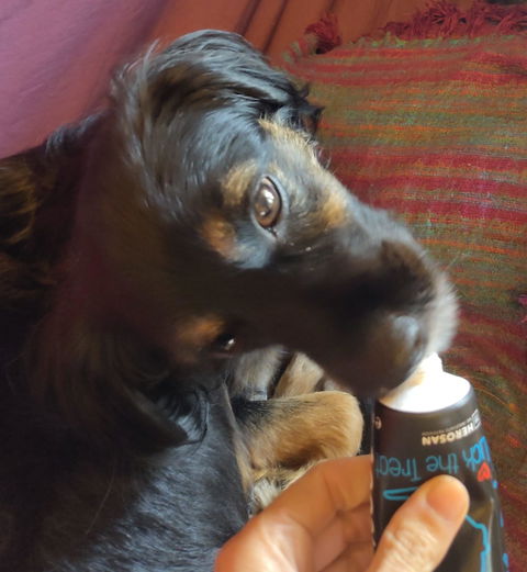 entoVITAL DOG Schleckpaste