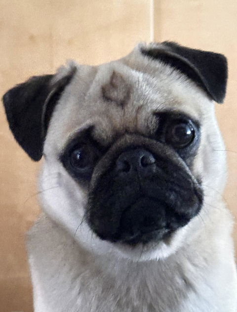 entoVITAL DOG ADULT