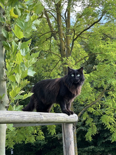 entoVITAL CAT HYPOALLERGENIC