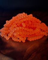 Clearwater Bait Company review photo