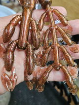 DAVE DEPAOLO - Bluline Baits review photo