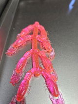 DAVE DEPAOLO - Bluline Baits review photo