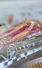 Melissa - MarshFox Lures review photo
