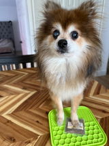 Kacie Jones | Certified Dog Trainer review photo