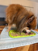 Kacie Jones | Certified Dog Trainer review photo