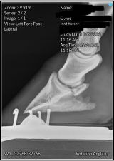Allyson Donovan review photo