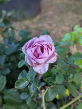 Purple Rose Lover review photo