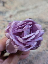 Purple Rose Lover review photo