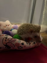 Javiera review photo
