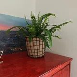 Frederic review photo