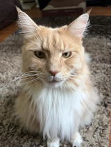 My boy Charlie RIP review photo