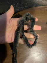 H. K. review photo